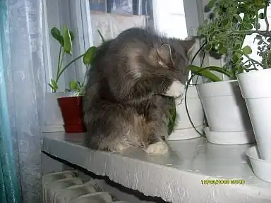 Кошки снова на вершине хит-парада!