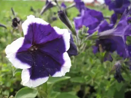 Лунчик, я тебя люблю