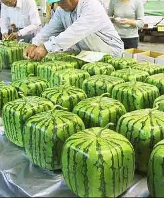 Арбузные мотивы