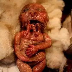 Жестокие фото