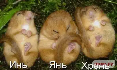 Братья наши меньшие :)