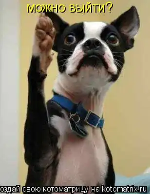 Котоматрицы 23