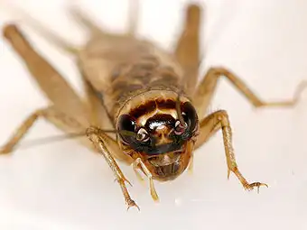 Гигантские сверчки