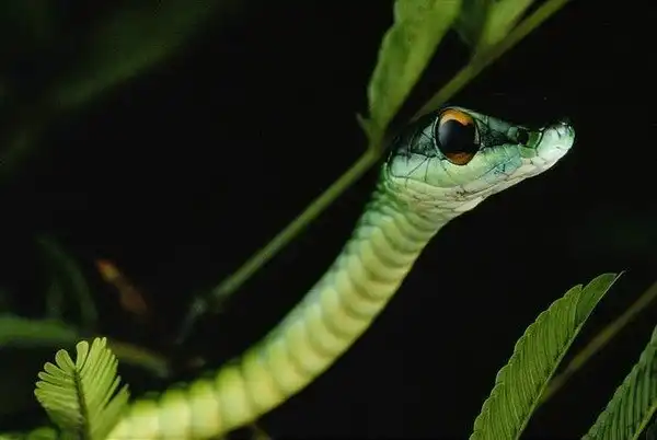 Зеленый мир