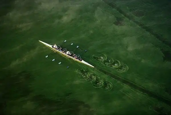 Зеленый мир