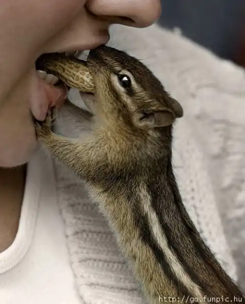 Эти веселые животные