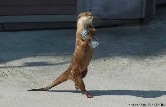 Эти веселые животные