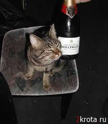 Пьяные коты в сборке