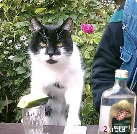 Пьяные коты в сборке