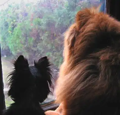 Последние капли дождя)