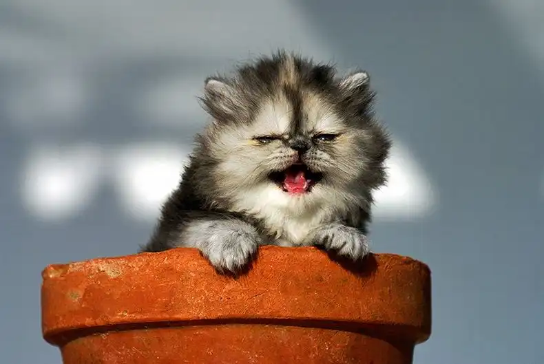 Классный котенок, но крикливый )