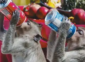 "Coca-Cola", пить или не пить?!.И еще немного о еде...