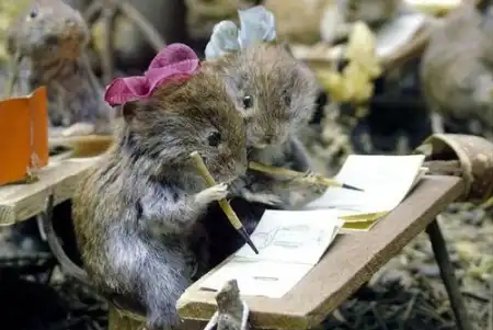 Топ фотографий животных 2008 года