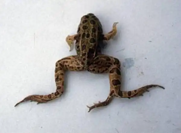 Животные-инвалиды