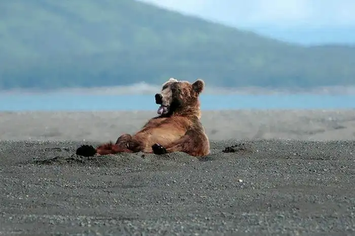 Медведь поздоровался с туристами