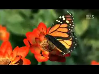 Чудная природа 18+ )