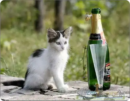 "Алко котики"