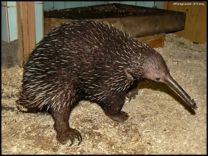 Ни мышонок, ни лягушка, а неведома зверушка...