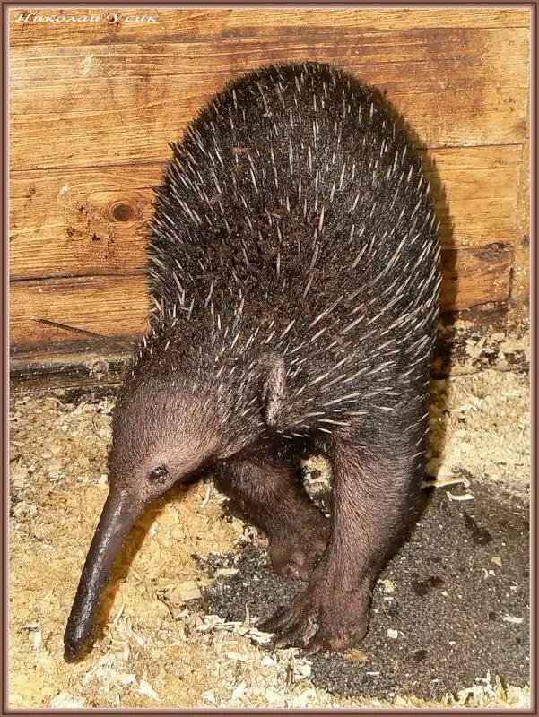 Ни мышонок, ни лягушка, а неведома зверушка...