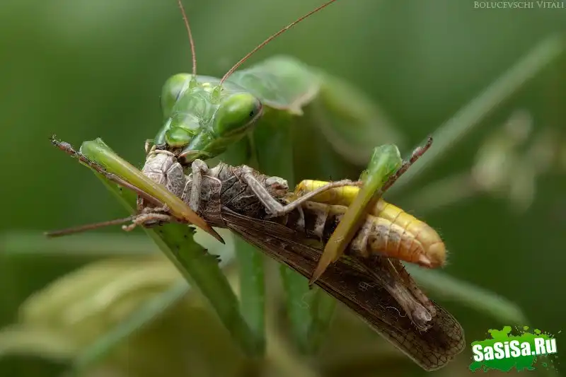 Про обжору богомола...