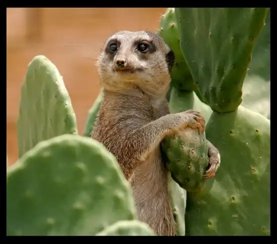 В мире животных