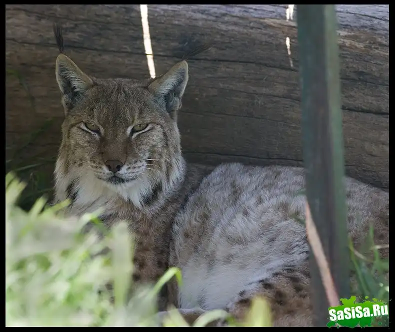 В мире животных