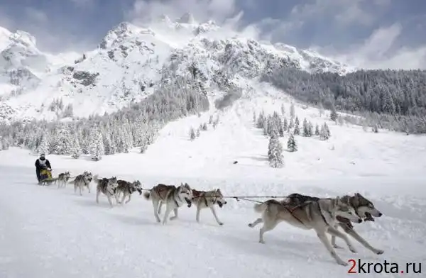 Гонки на собачих упряжках