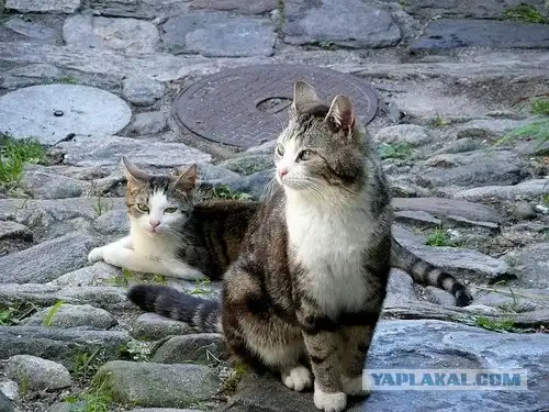 Природа Швейцарии