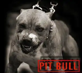 Американский пит-бультерьер