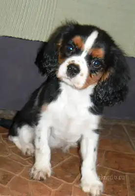 Кавалер Кинг-Чарльз