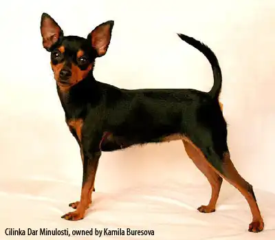 Пражский крысарик