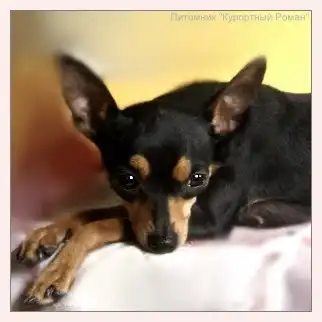 Пражский крысарик