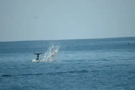 Дельфины играют в футбол...медузами.