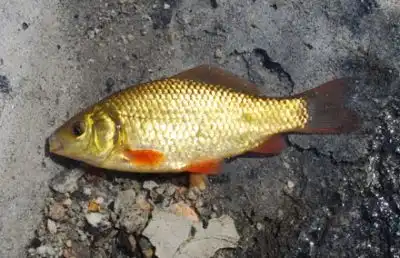 Ловля золотого карася в корягах