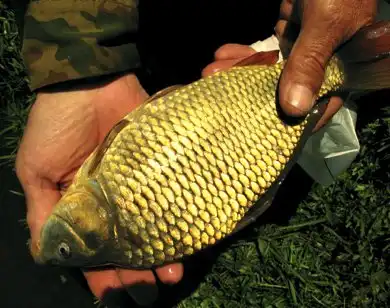 Ловля золотого карася в корягах