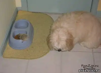 Ежик - воришка