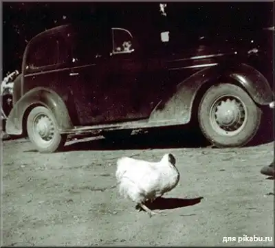 Пять феноменальных животных