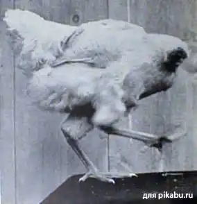 Пять феноменальных животных