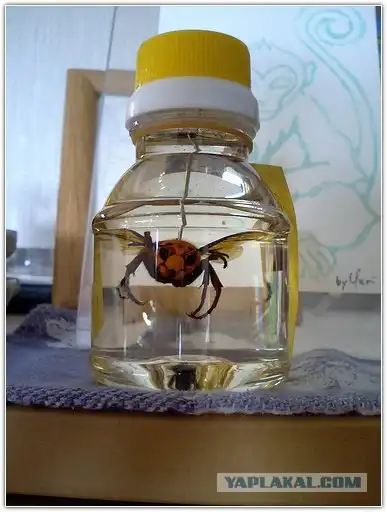 Не все шершни одинаково бесполезны