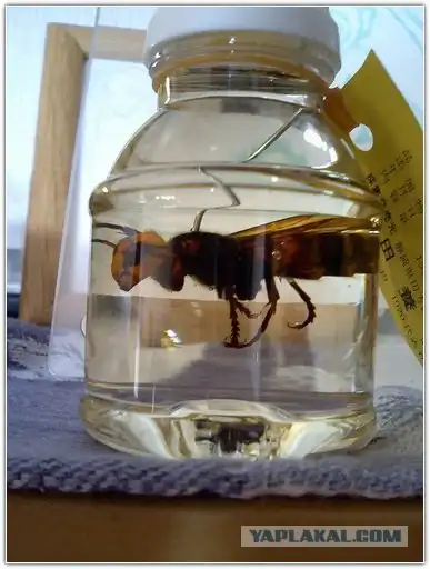 Не все шершни одинаково бесполезны