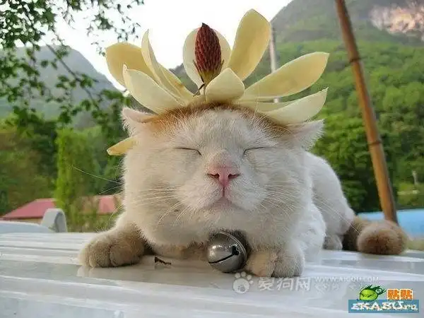 Невозмутимый кот