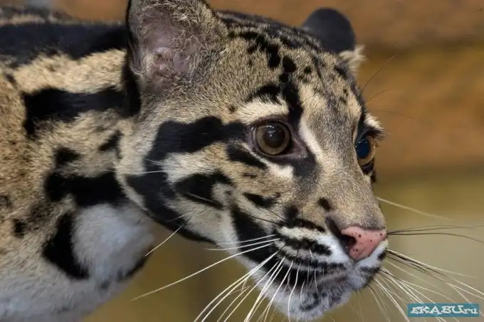 Дымчатый леопард