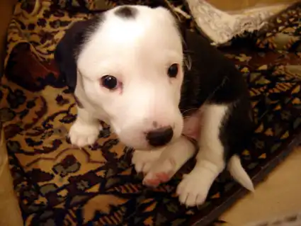 Щенки от нашей Зайки