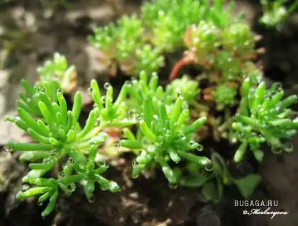 В преддвериях зимы - воспоминания о лете