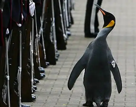 Необычные домашние питомцы