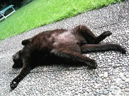 Спящая Животинка!