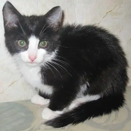 Котёнок Робин