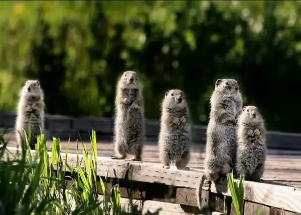 Позитивная подборка животных (30 фото)