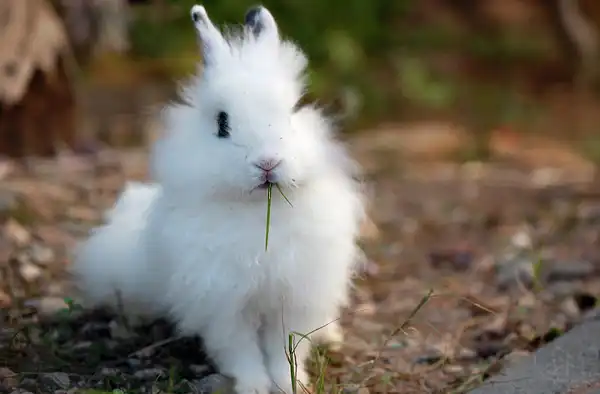 Фотоподборка с кроликами.