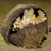 Осьминогов впервые застали за применением защитной скорлупы